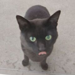 本日 里親さんの家に行きました。黒猫の野良猫です。北海道なので寒さ厳しい冬になる前に里親募集です。 - 網走郡