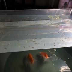 金魚　土佐金　メダカの画像