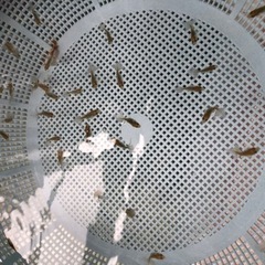 金魚　土佐金　メダカの画像