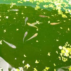 [メダカ]夜桜メダカの画像