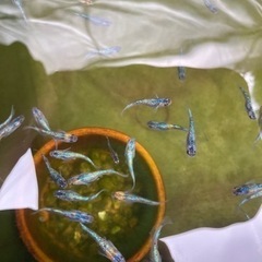 宮桜　ペア売り　2000〜5000円の画像