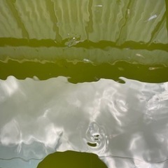 メダカで癒されませんか😊❓