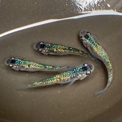 サボラメ　2ペア