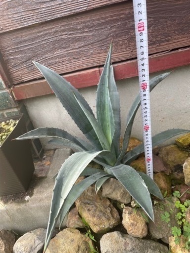 アガベ　良株✨交渉中