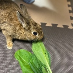 里親さんを探してます