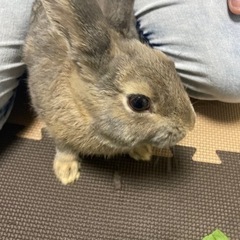 里親さんを募集します