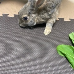 里親さんを募集します