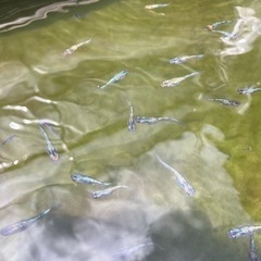 宮桜　ペア売り　2000〜5000円の画像