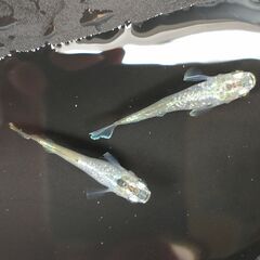 メダカ「稚魚」（グリーンティアラｘＲＳ<Ｆ１個体> ①）１匹あたりの画像