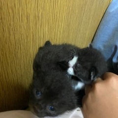 子猫 − 愛知県