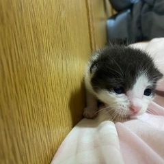 子猫 - 猫