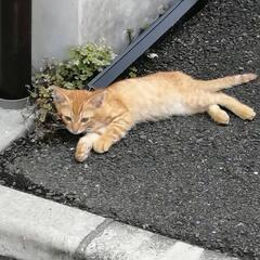 里親募集してます(*^^*)