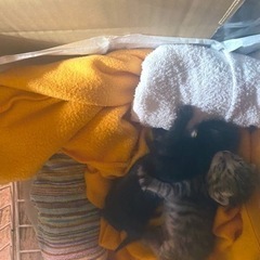 産まれたばかりの子猫、里親募集