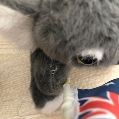 オーストラリアで購入　コアラのぬいぐるみ　２個の画像