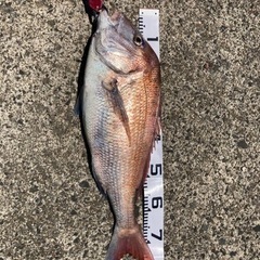 釣り仲間募集です