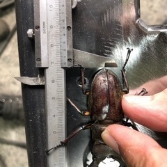 ミヤマクワガタ