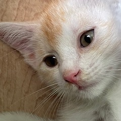 子猫オス2か月とても人懐こい甘えん坊さん