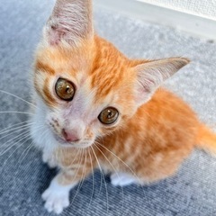 子猫、里親募集！