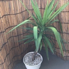 観葉植物　ユッカ　白鉢