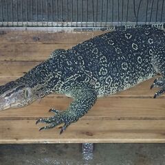 唯一、許可無し、合法で飼育できる怪獣　サルバトールモニター