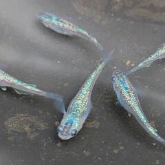 めだか　サファイア