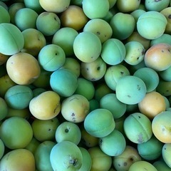 ほぼ無農薬　梅　もぎたて　