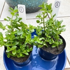 ウォーターバコパ　水草　ビオトープ、メダカ鉢に〜♪②の画像