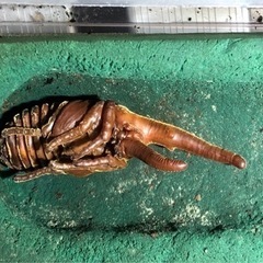 ヘラクレスオオカブト　♂蛹　の画像
