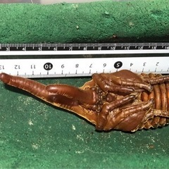 ヘラクレスオオカブト　♂蛹　の画像
