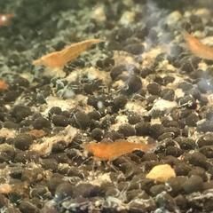 可愛いチェリーシュリンプ🦐５色の中から自由に数も選んで頂けます(^_^)/１セット12匹1000円　２セットご注文の場合＋αさせて頂きます💕の画像