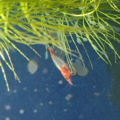 可愛いチェリーシュリンプ🦐５色の中から自由に数も選んで頂けます(^_^)/１セット12匹1000円　２セットご注文の場合＋αさせて頂きます💕の画像