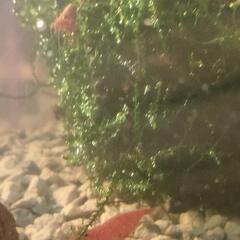 可愛いチェリーシュリンプ🦐５色の中から自由に数も選んで頂けます(^_^)/１セット12匹1000円　２セットご注文の場合＋αさせて頂きます💕の画像