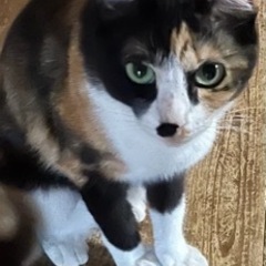 可愛い三毛ちゃんです。