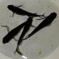 サタンメダカ　幼魚10匹　無選別