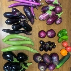 無農薬夏野菜