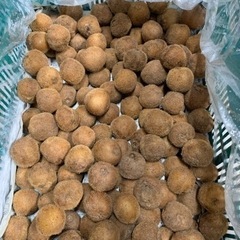 【在庫切れ】☆★☆ 和歌山産キウイフルーツ　ベビーキウイ 小粒2.5kg【食べ頃】☆★☆の画像