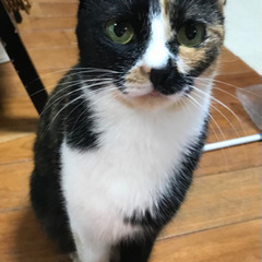 迷い猫