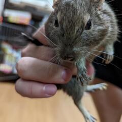 デグーマウス貰ってください