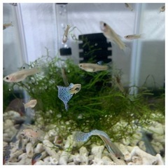 【販売再開】国産グッピー　ブルーグラス　若魚【数量限定販売】の画像