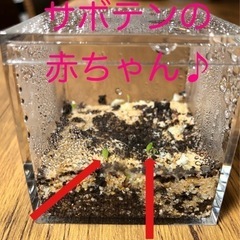 サボテン育成キット　