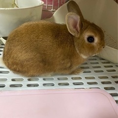 ネザーランドドワーフ　ウサギ