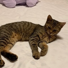大切に育ててくれる方