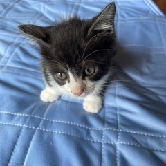 保護猫　オス一匹　メス2匹