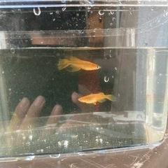 竜章鳳章　　メダカ　ペア　の画像