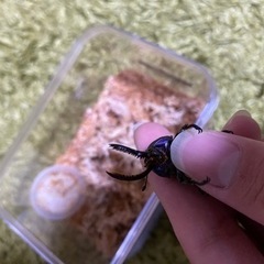 【決まりしました】パプアキンイロクワガタ オス1匹 メス3匹の画像