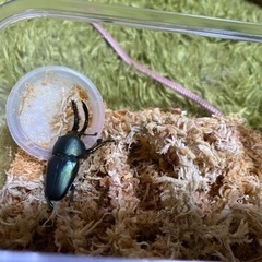 【決まりしました】パプアキンイロクワガタ オス1匹 メス3匹の画像