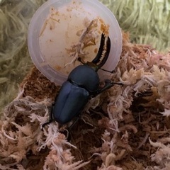 【決まりしました】パプアキンイロクワガタ オス1匹 メス3匹の画像