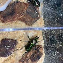 ニジイロクワガタ②ペアの画像