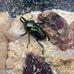 ニジイロクワガタ②ペアの画像