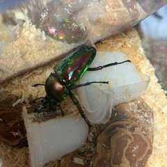 ニジイロクワガタ②ペア